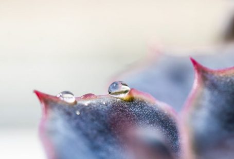 Pet Hydration - a close up of a flower with water droplets on it