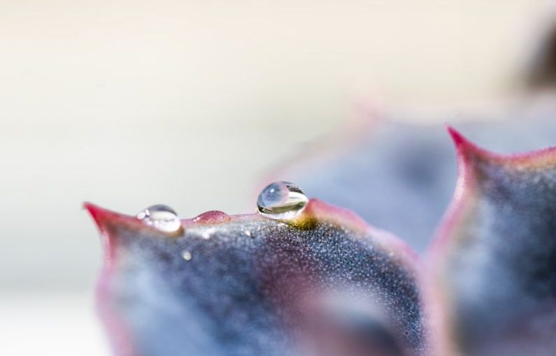 Pet Hydration - a close up of a flower with water droplets on it
