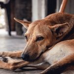 Fleas Ticks - dog lying on floor