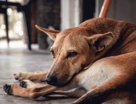 Preventing Fleas and Ticks in Pets