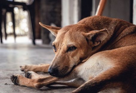 Fleas Ticks - dog lying on floor