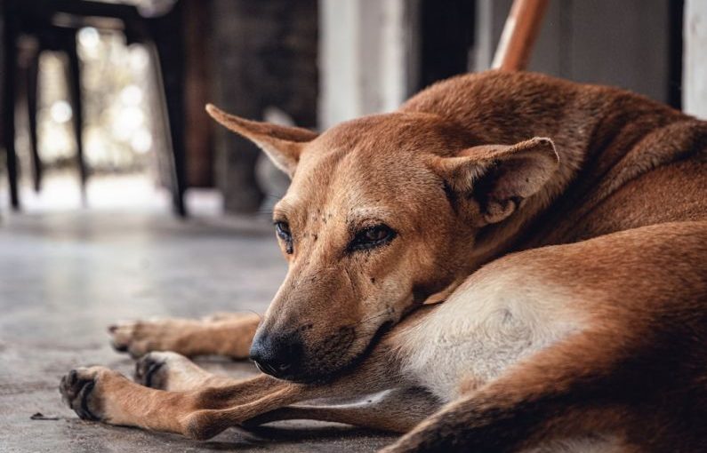 Fleas Ticks - dog lying on floor